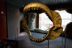 Megalodon jaws on display at the National Baltimore Aquarium.jpg