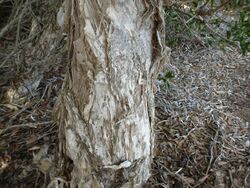 Melaleuca globifera (bark).JPG