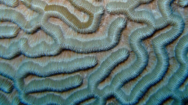 File:More hard coral close up on the Inner Reef.JPG