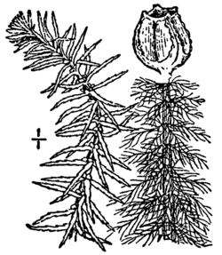 Myriophyllum pinnatum BB-1913.png