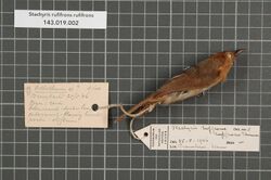 Naturalis Biodiversity Center - RMNH.AVES.12639 1 - Stachyris rufifrons rufifrons Hume, 1873 - Timaliidae - bird skin specimen.jpeg