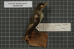 Naturalis Biodiversity Center - RMNH.AVES.135697 1 - Sericornis spilodera granti (Hartert, 1930) - Acanthizidae - bird skin specimen.jpeg