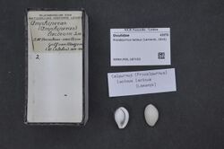 Naturalis Biodiversity Center - RMNH.MOL.187153 - Procalpurnus lacteus (Lamarck, 1810) - Ovulidae - Mollusc shell.jpeg
