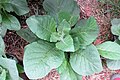 Nicotiana × sanderae "Whisper Mixed".jpg