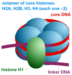 Nucleosome organization.png