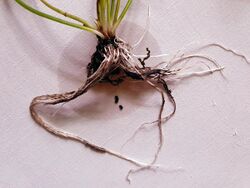 Nymphaea cf. gardneriana Planch. stem and roots.jpg