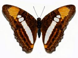 Nymphalidae - Adelpha erotia.JPG