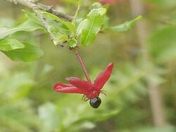 Ochna serrulata1.jpg