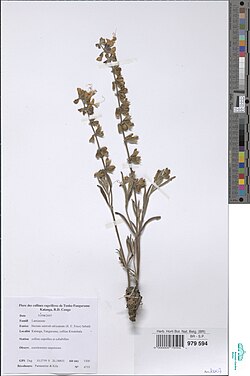 Ocimum centraliafricanum.jpg
