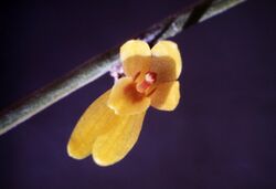 Octomeria brevifolia-01.jpg