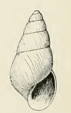 Odostomia kadiakensis 001.png