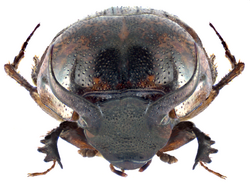 Onthophagus (Gibbonthophagus) luridipennis Boheman, 1858 male (9708828388).png