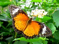 Orange Lacewing.jpg