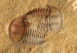 Palaeolenus douvillei pair.jpg