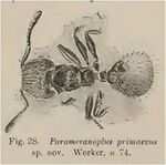 Parameranoplus primaevus Wheeler 1915.jpg