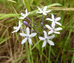 Pentanisia angustifolia, bloeiwyse, a, Skeerpoort.jpg