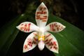 Phalaenopsis sumatrana 'Palawan' Korth. & Rchb.f., Hamburger Garten- Blumenzeitung 16 115 (1860), nom. cons. (31221825717).jpg