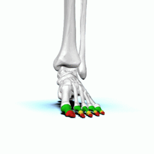 Phalanges of left foot - animation01.gif