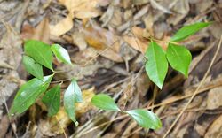 Phaleria chermsideana raintrees.jpg