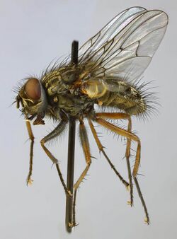 Phaonia errans, Tryfan, North Wales, May 2012 2 (16180186924).jpg