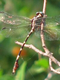 Phyllocycla breviphylla johnyochum 4386342.jpg