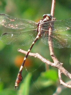 Phyllocycla breviphylla johnyochum 4386342.jpg