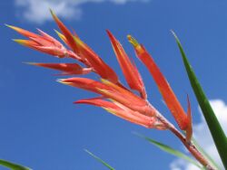 Pitcairnia prolifera (TS) 1-00308.jpg