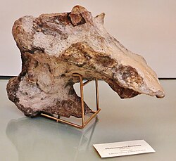 Piveteausaurus divesensis skull 5.jpg