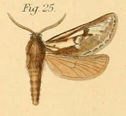 Pl.2-25-Gorgopis butlerii=Gorgopis butlerii (Dewitz, 1881).JPG