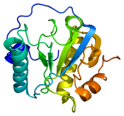 Protein PGLYRP1 PDB 1yck.png