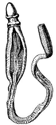 Ptychodera flava in New Caledonia, from Encyclopaedia Britannica (1911).png