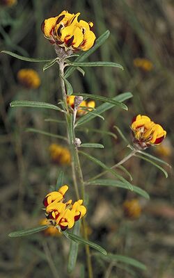 Pultenaea rosmarinifolia.jpg