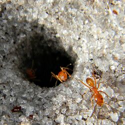 Pyramid Ants (Dorymyrmex bureni) (7436297672).jpg