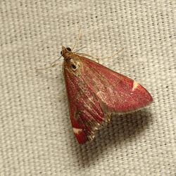 Pyrausta Moth (37183853702).jpg