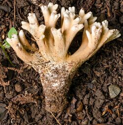 Ramaria capitata 421026.jpg