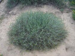 Rhanterium epapposum — Arfaj, Kuwait National flower — I Love Q8.jpg