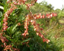 Rumex sagittatus, vrugte, Groenkloof NR.jpg