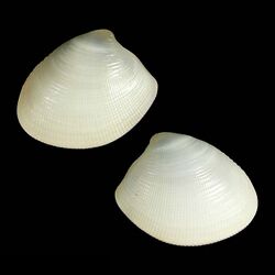 Shell Nucula crystallina.jpg