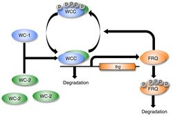 Simplified Representation of Neurospora Circadian Clock.jpg