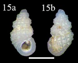Simulamerelina caribaea (10.3897-zookeys.779.24562) Figure 3 (cropped).jpg