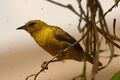 Slender billed weaver fem1.jpg