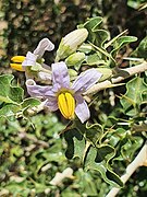 Close-up photograph of purple flowers with a yellow centre.