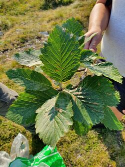 Sorbus austriaca imported from iNaturalist photo 50093284 on 27 January 2020.jpg