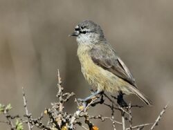 Southern Penduline-Tit (Anthoscopus minutus).jpg