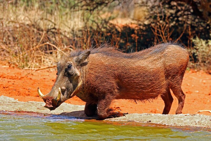 File:Southern warthog (Phacochoerus africanus sundevallii) male.jpg