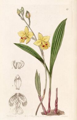 Spathoglottis pubescens (as Spathoglottis fortunei) - Edwards vol 31 (NS 8) pl 19 (1845).jpg