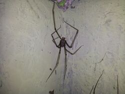 Spider sp. in Bakamuna, Sri Lanka.jpg