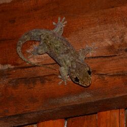 Spotted Fish-scale Gecko Geckolepis maculata.jpg