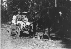 StateLibQld 2 157835 Party of three young women in a horsedrawn wagon on the road to Buderim Mountain, Queensland, 1900-1910.jpg