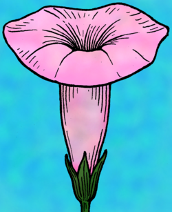Diagram of sympetalous flower